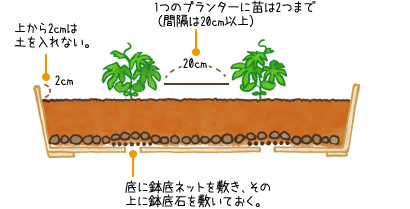 特集 緑のカーテンを育てよう 2 学研 おやこcan