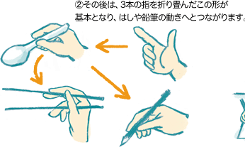 （2）その後は、3本の指を折り畳んだこの形が基本となり、はしや鉛筆の動きへとつながります。