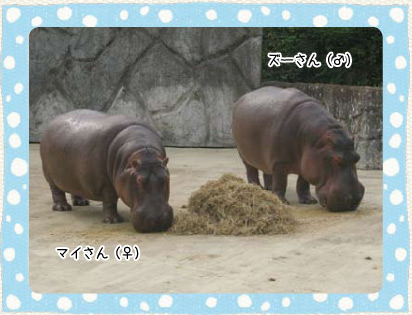 動物園日記 Vol 3 学研 おやこcan