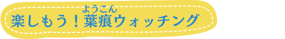 楽しもう！葉痕ウォッチング