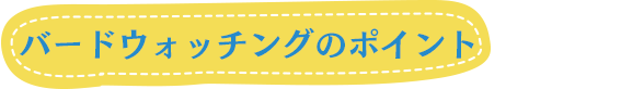 バードウォッチングのポイント